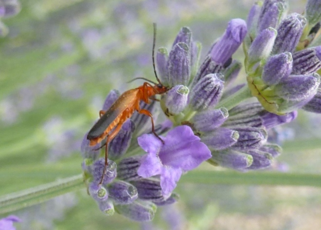 June, not just butterflies feel on the lavender
