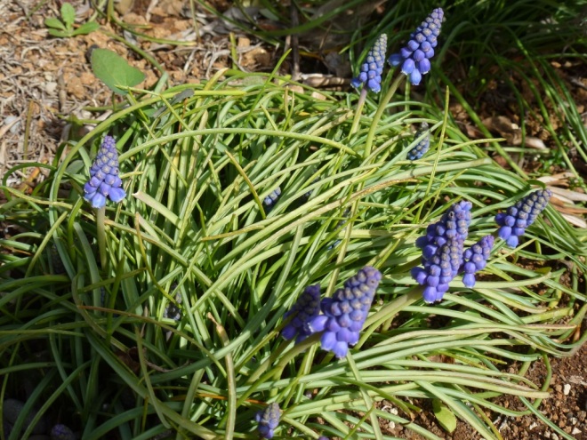 Clumps of Muscari are beginning to bloom