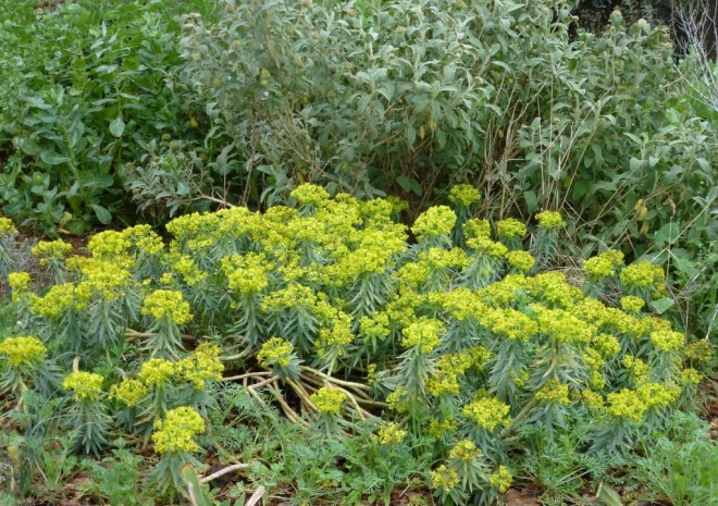 Euphorbia rigida is still putting on a great show