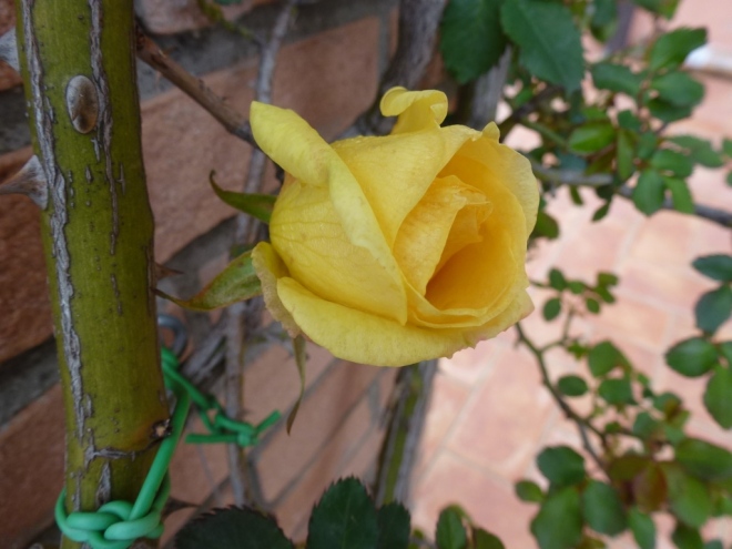 R. rimosa, another bud opening