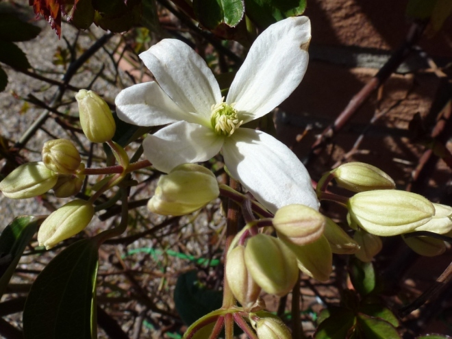 Clematis Armandii - first open bud