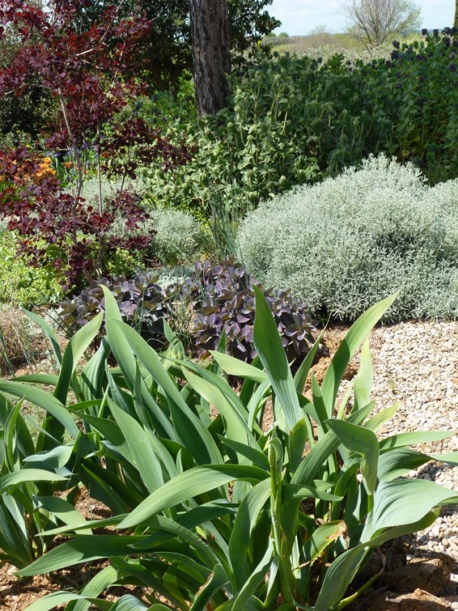 I think the form of the foliage here, works well with strappy Iris in the foreground, with Cotinus, santolina and Phlomis.