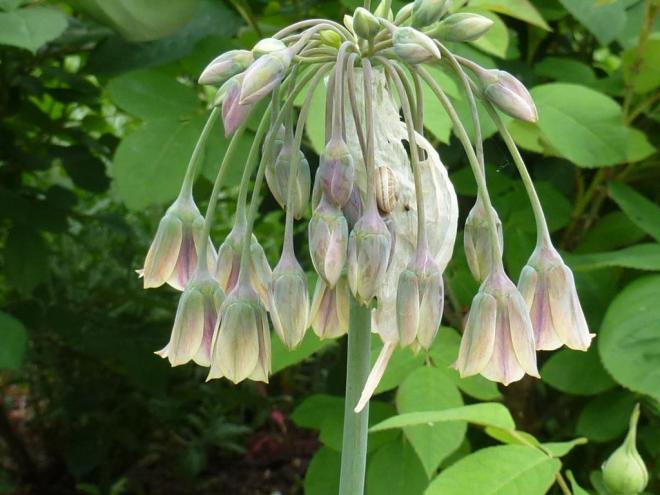 Allium nectaroscordum, I didn't notice the unwelcome visitor until I viewed the image!