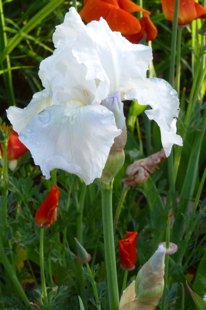 Iris 'Immortality', a lovely pure white