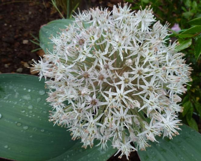Allium Karataviense 