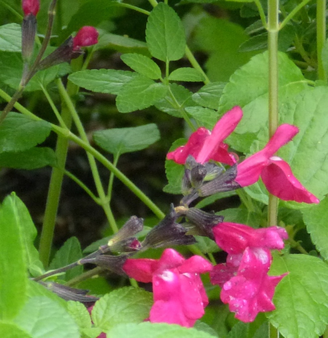 salvia, a cutting from a friend's garden (unknown name)