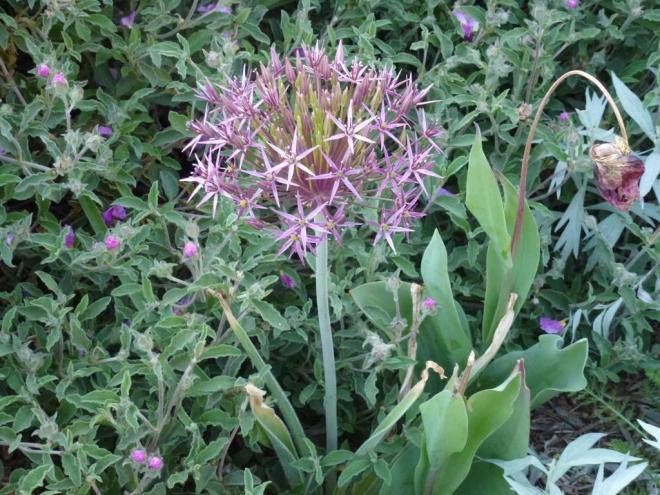 Allium Christophii with Cistus Silver Pink
