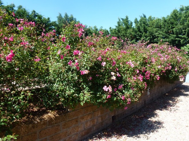 Rosa mutabilis on the wall that divides the vegetable garden from the drive