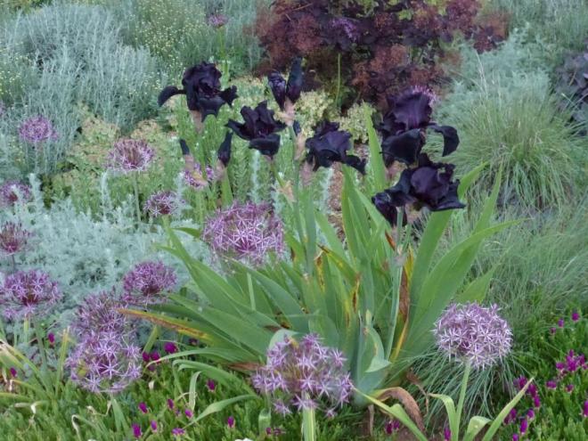 Allium Christophii with Iris 'Before the Storm' and Cotinus