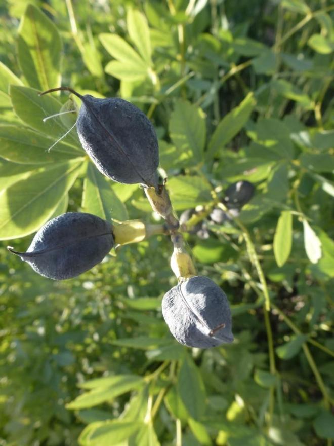 These are the seed pods