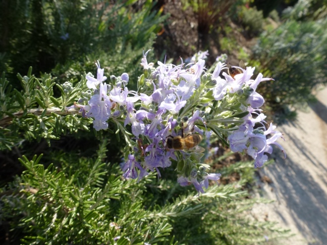 Prostrate rosemary is flowering and attracting numerous bees and blue butterflies