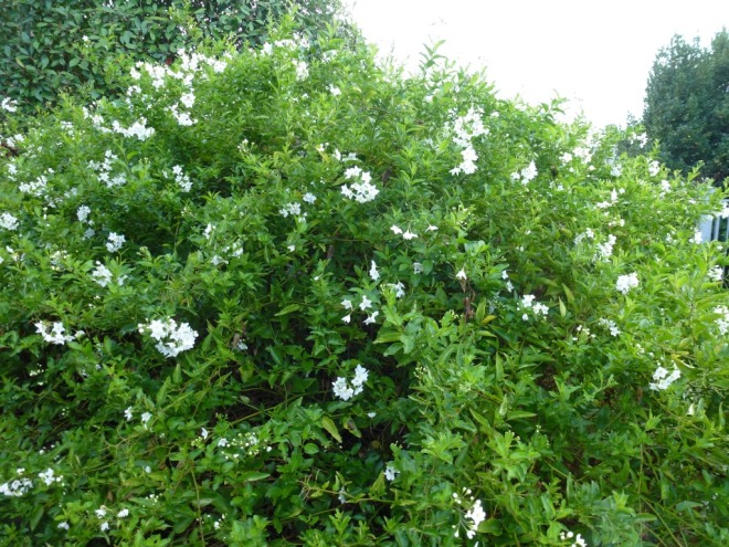Solanum jasminoides alba another long flowering plant