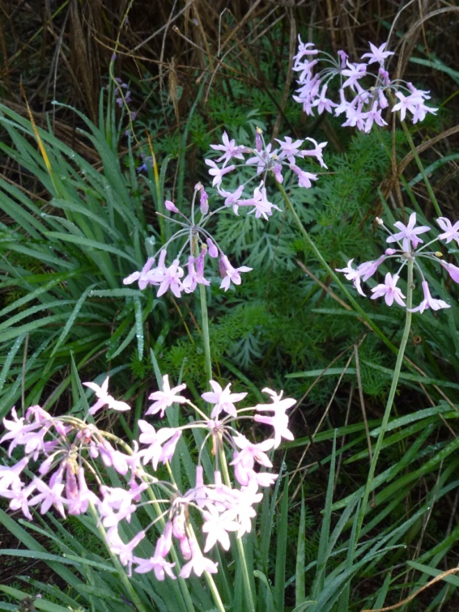 Tulbaghia violacea, all the clumps are flowering better now than all this summer