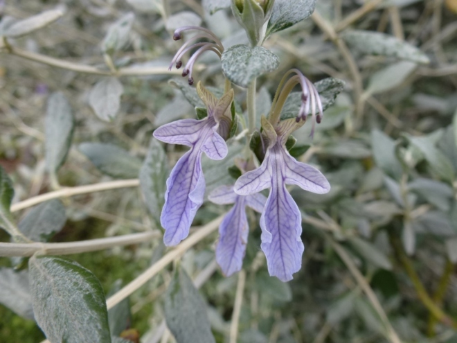 Teucrium fruticosa flowers on the previous image