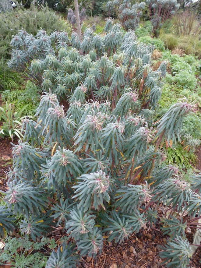 Euphorbia with nodding heads