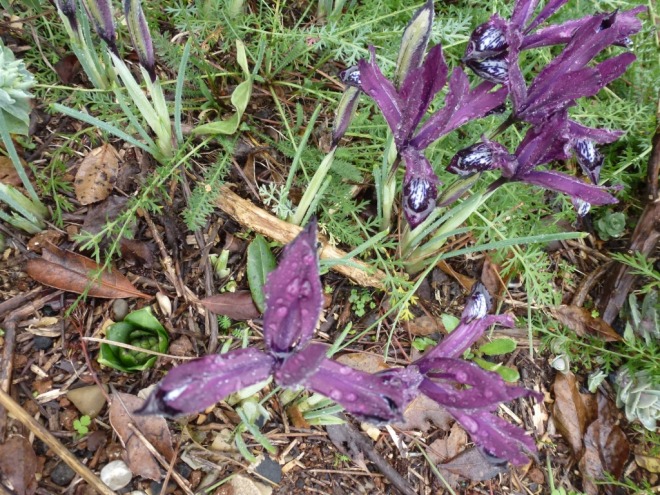 Iris reticulata planted autumn 2012