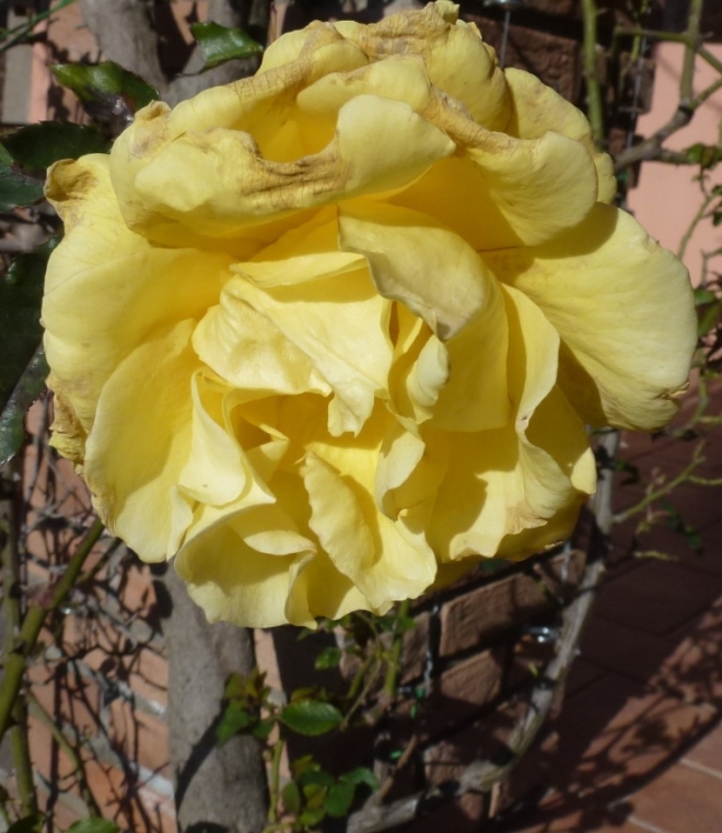 Rosa rimosa, the only rose that is actually looking very good