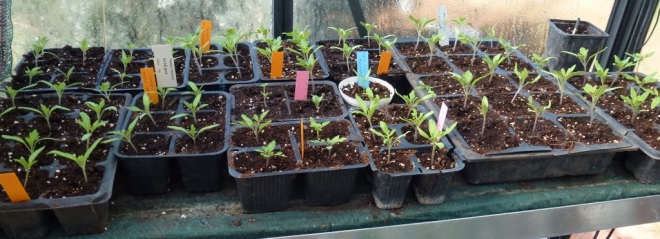 Tomato seedlings they have all been pricked out within the last week, again there are a lot of varieties 