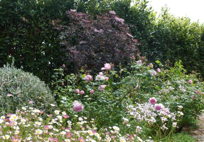Purple Elder with Rosa 'Scepter'd Isle' and Alliums