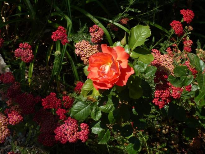R. Westerland and Achillea Paprika