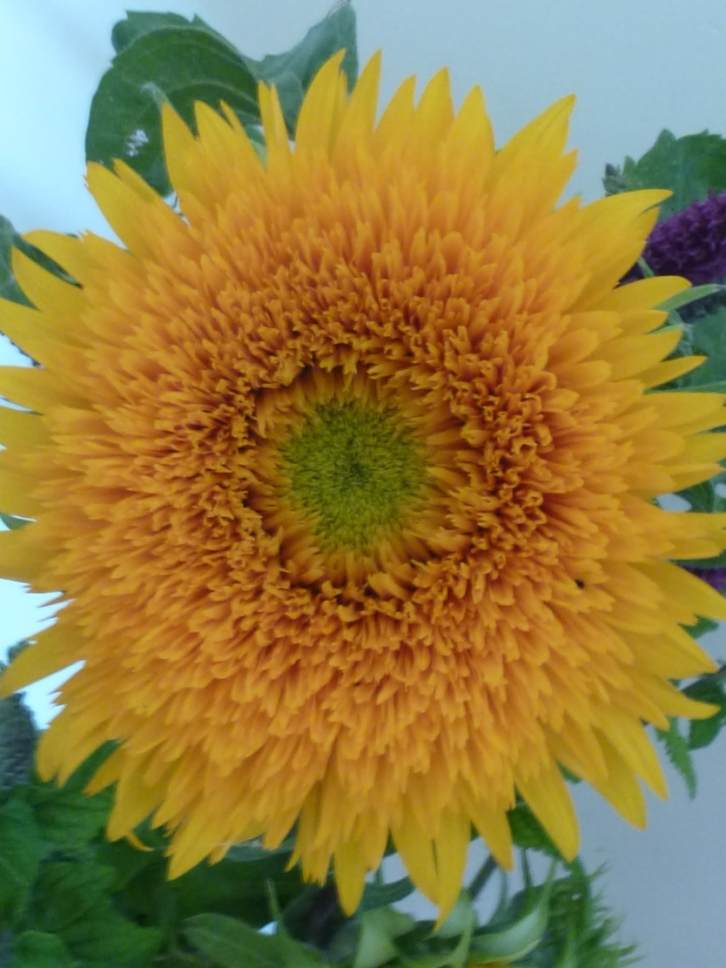 The head of the sunflower is full of petals