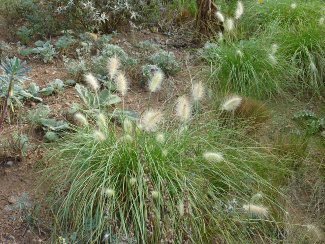 Pennisetum villosum on the slope is much smaller and later into flower than the others in the garden