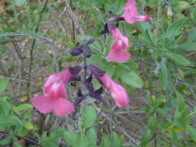 unknown Salvia that has flowered all summer