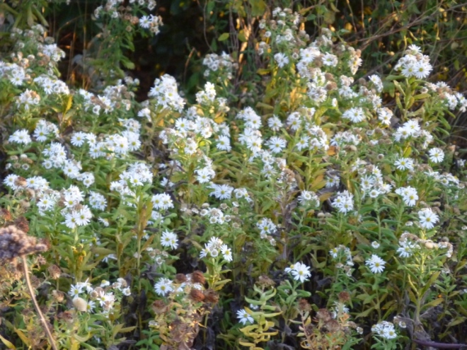 White Asters