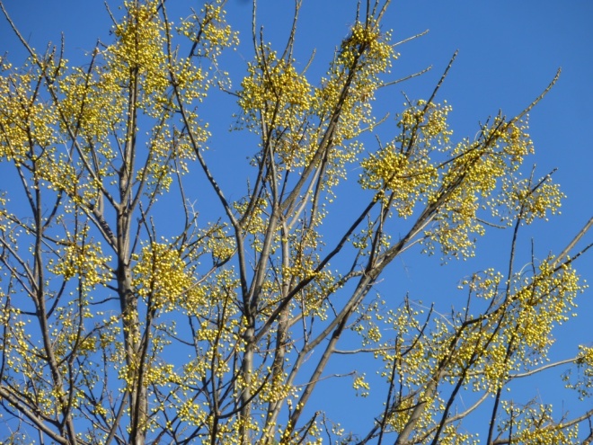 I love to see the yellow berries of the Melia azedarach against the blue sky