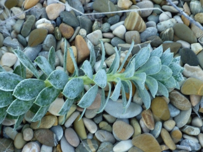 Euphorbia myrsinites  