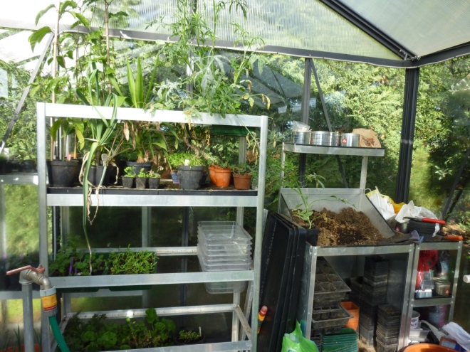 Back of greenhouse with potting bench and one stand with among other things a tray of overgrown Ami major