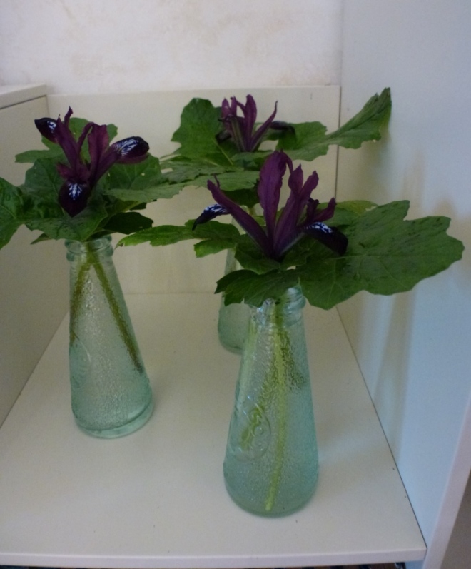 My little Campari bottles were perfect for the Iris reticulata
