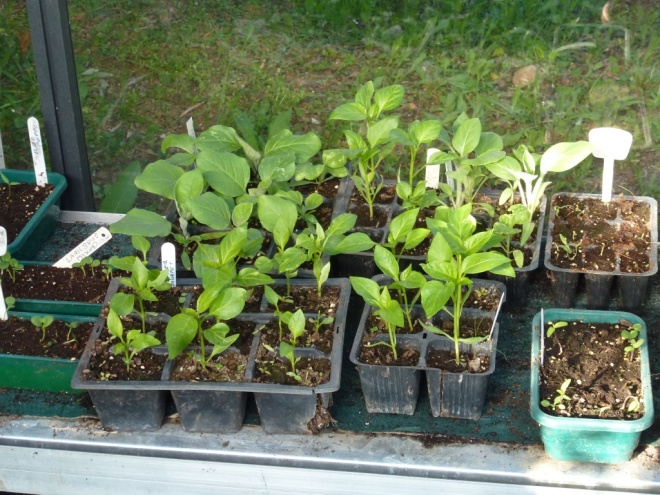 Peppers and aubergines are growing incredibly slowly