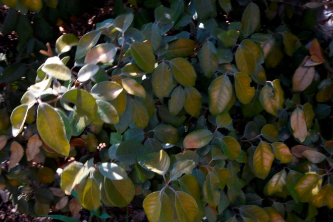The silvery foliage of Elaeagnus has been changed to yellow by the drought and heat
