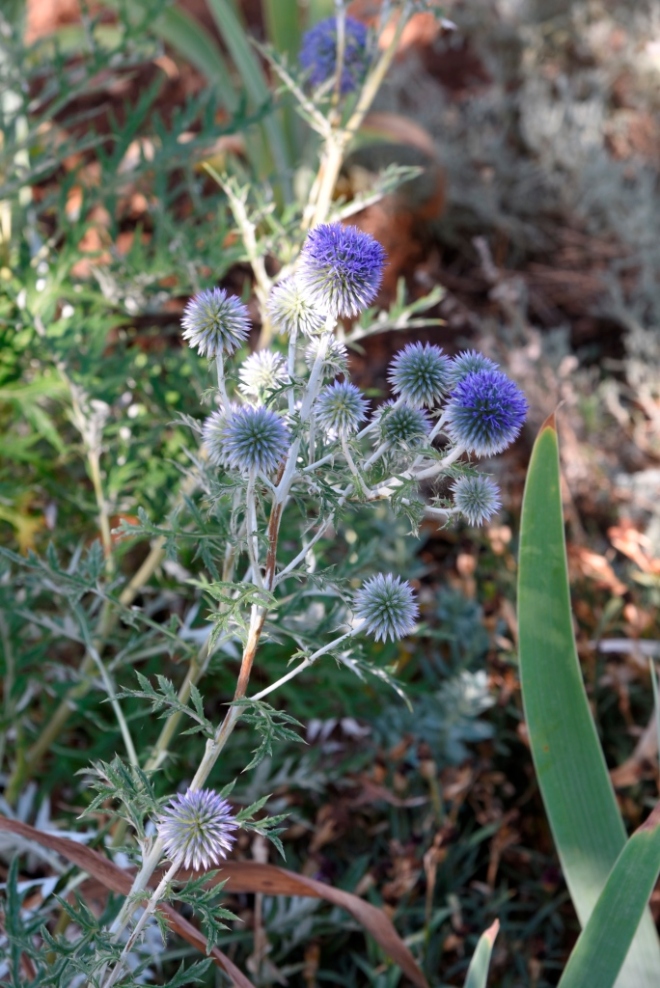 I wish I could find more thistle type plants, this is thriving with no water