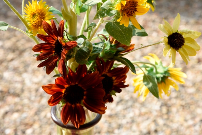 The dark sunflowers (H. Earth Walker) have very short stems but work quite well as the base of the arrangement