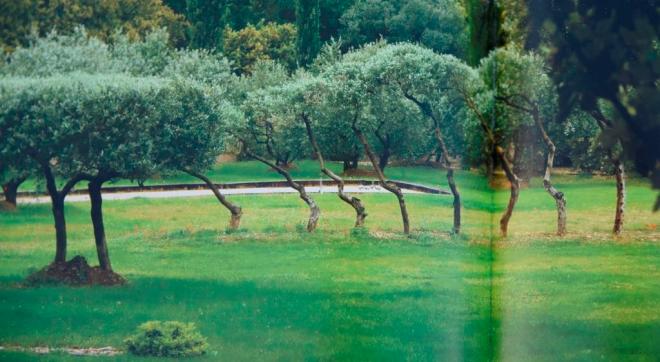 Olives pruned as ornamentals by Marc Nucera