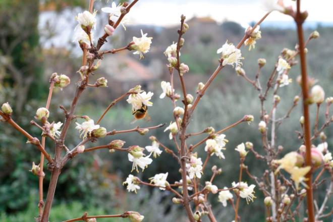 Lonicera fragrantissima with small bee