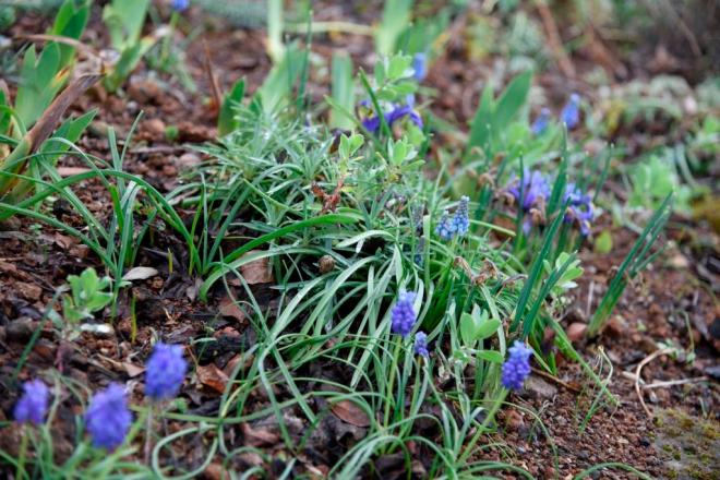 Muscari are flowering in various places around the garden