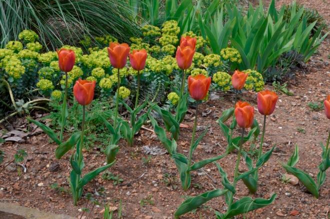 These tulips are on the edge of an existing planting, it will be easy to add more Euphorbia so that next year they will grow out of a froth of acid yellow.