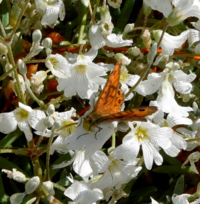 Cerastium tomentosum always visited by butterflies when in flower
