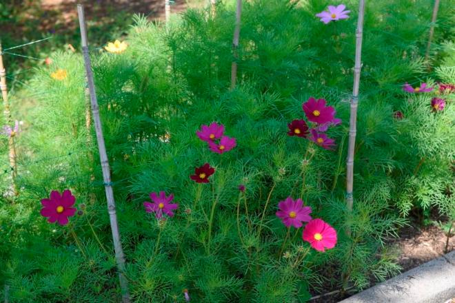 The Cosmos flowering are my sowing from this year; the study taller plants are the self seeders 