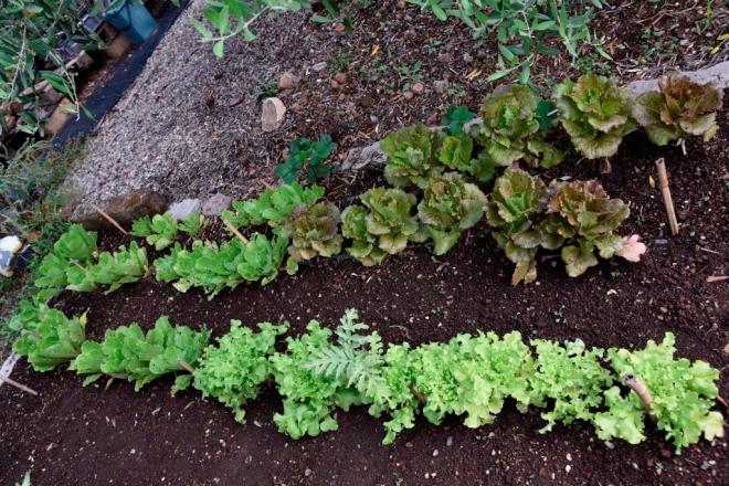 Lettuces and Chinese lettuce, this bed has been weeded too