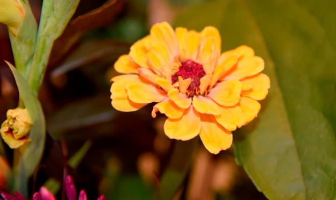 Then I added some Zinnia
