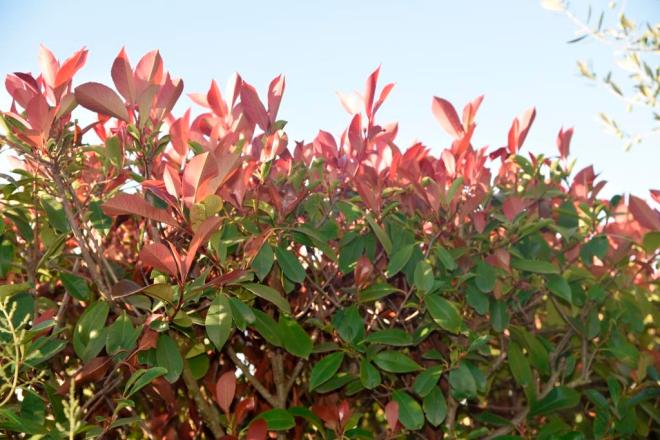 Photinia was dark green all summer now the red new growth that I associate with spring shows just how quickly evergreen shrubs grow in autumn