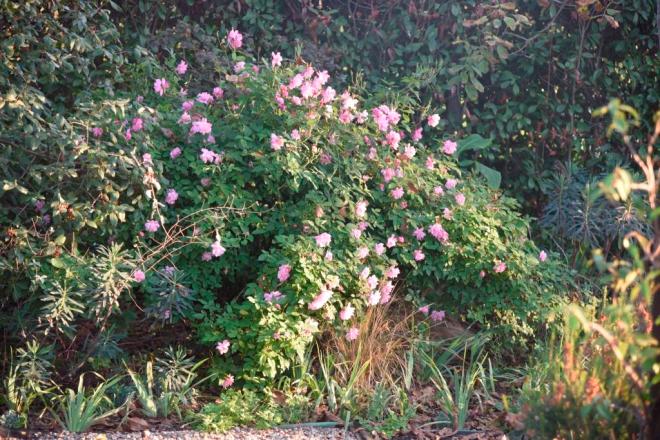 China roses are the most reliable in my hot, dry garden this is R. China Pink