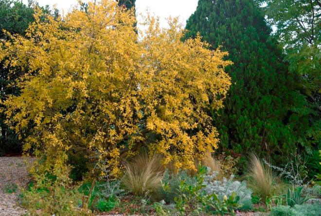 Butter yellow leaves of the Pomegranate show to perfection against the cypress