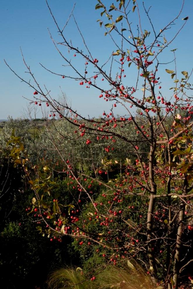 Red crab apples now stand out against evergreen foliage and the blue sky